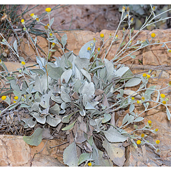 Η σπάνια Inula verbascifolia subsp methanea