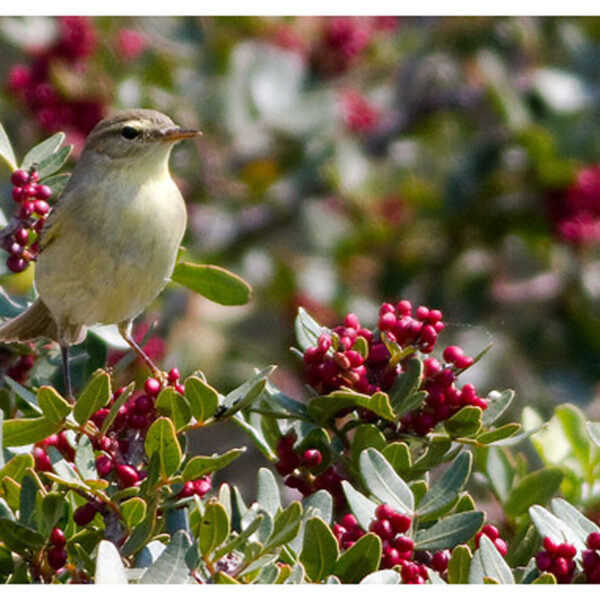 φυλλοσκόπος